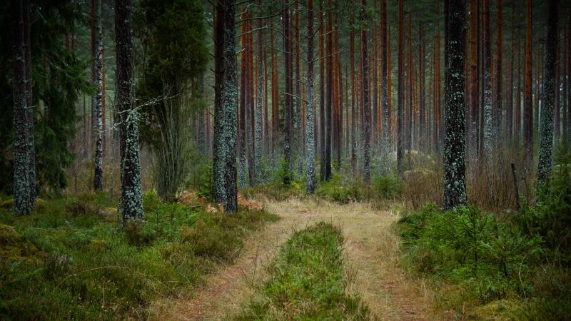 Friss fejlemények a Skóciában eltűnt magyar ikerpárral kapcsolatban: megdöbbentő információk láttak napvilágot.