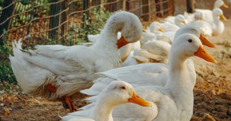 Madárinfluenza: Állami támogatás a baromfitartók számára

A madárinfluenza megjelenése komoly kihívás elé állította a baromfitartókat, akiknek a mindennapi megélhetése forog kockán. Az állam felismerte a helyzet súlyosságát, és intézkedéseket hozott a gaz